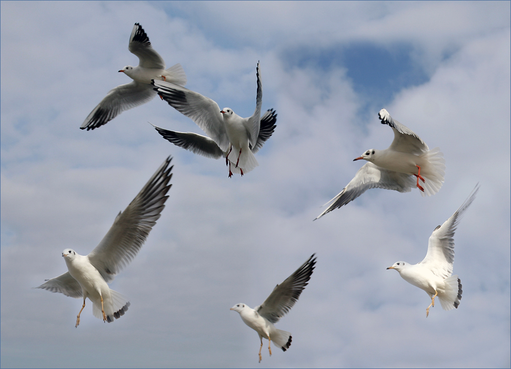 Kapriolen Foto & Bild natur, wildlife, seevögel Bilder auf