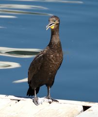 Kapscharbe / Phalacrocorax capensis