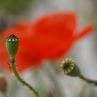 Kapsel und Mohn