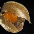 Kapstachelbeere (Physalis)