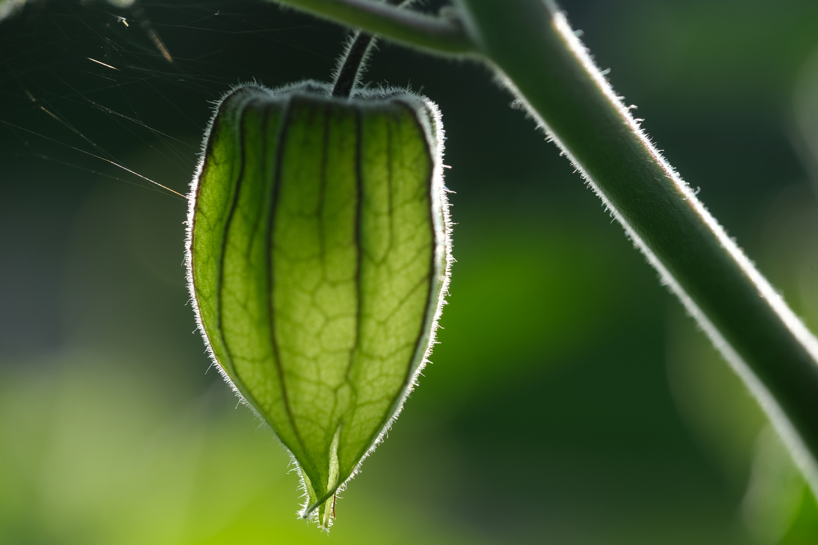 Kapstachelbeere (Physalis)  