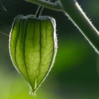 Kapstachelbeere (Physalis)  