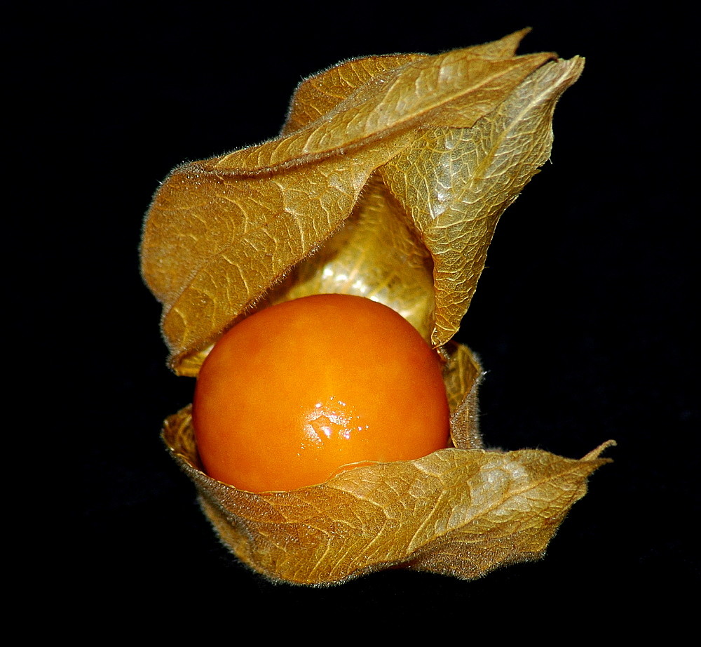 Kapstachelbeere (Physalis peruviana)