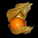 Kapstachelbeere (Physalis peruviana)