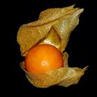 Kapstachelbeere (Physalis peruviana)