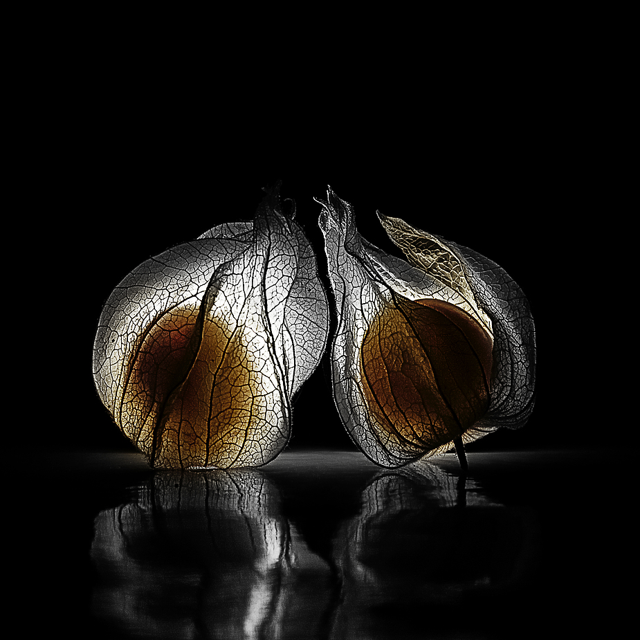 Kapstachelbeere (Physalis peruviana)