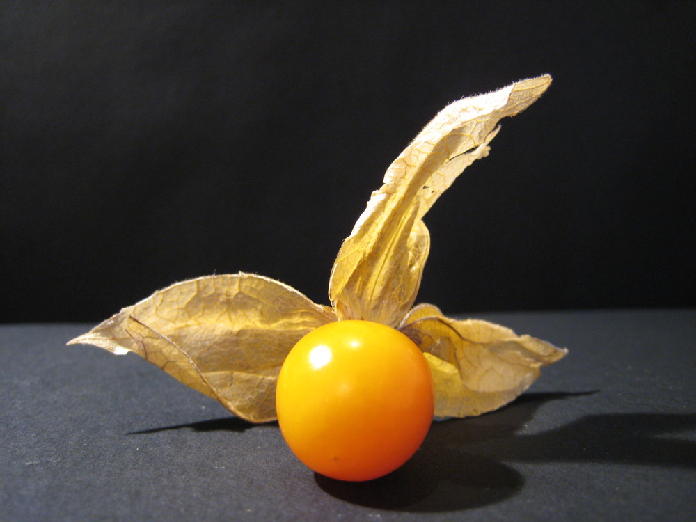 Kapstachelbeere (Physalis peruviana)