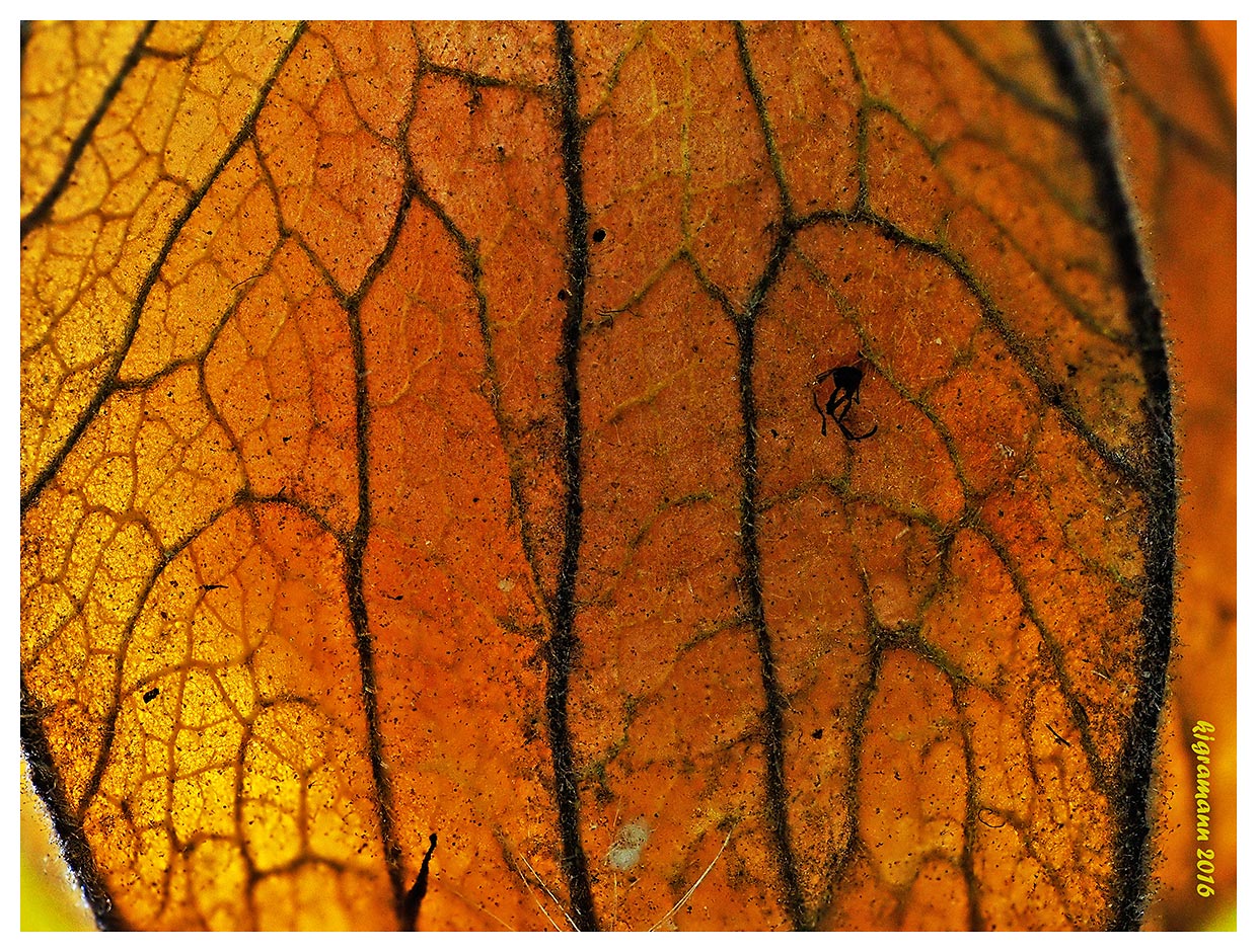 kapstachelbeere (physalis peruviana) II......