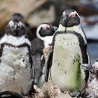 Kapstadt-Pinguine-2
