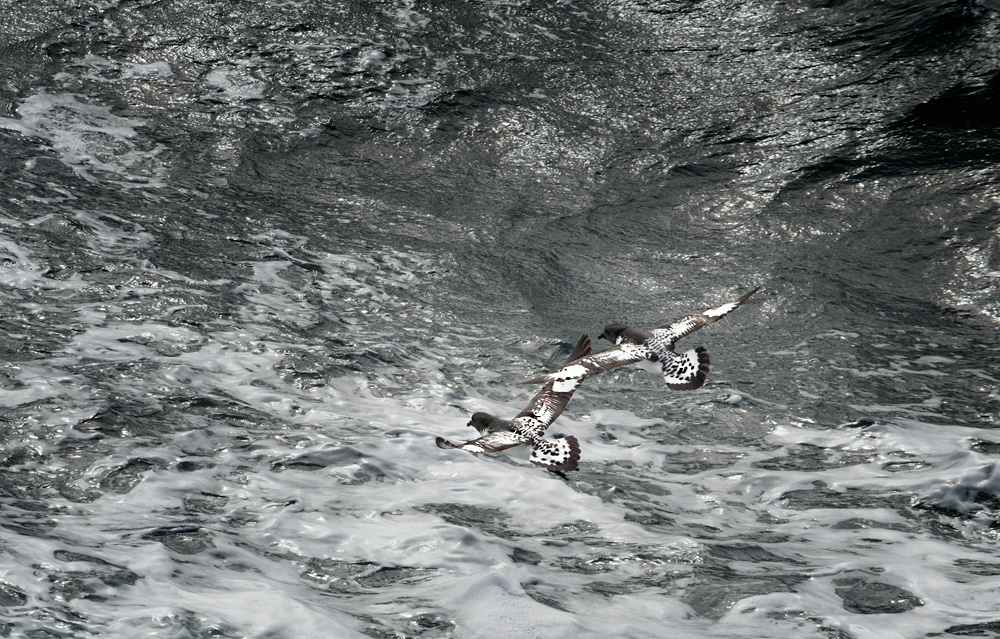 Kapsturmvögel - Klacky schippert in Pingistan