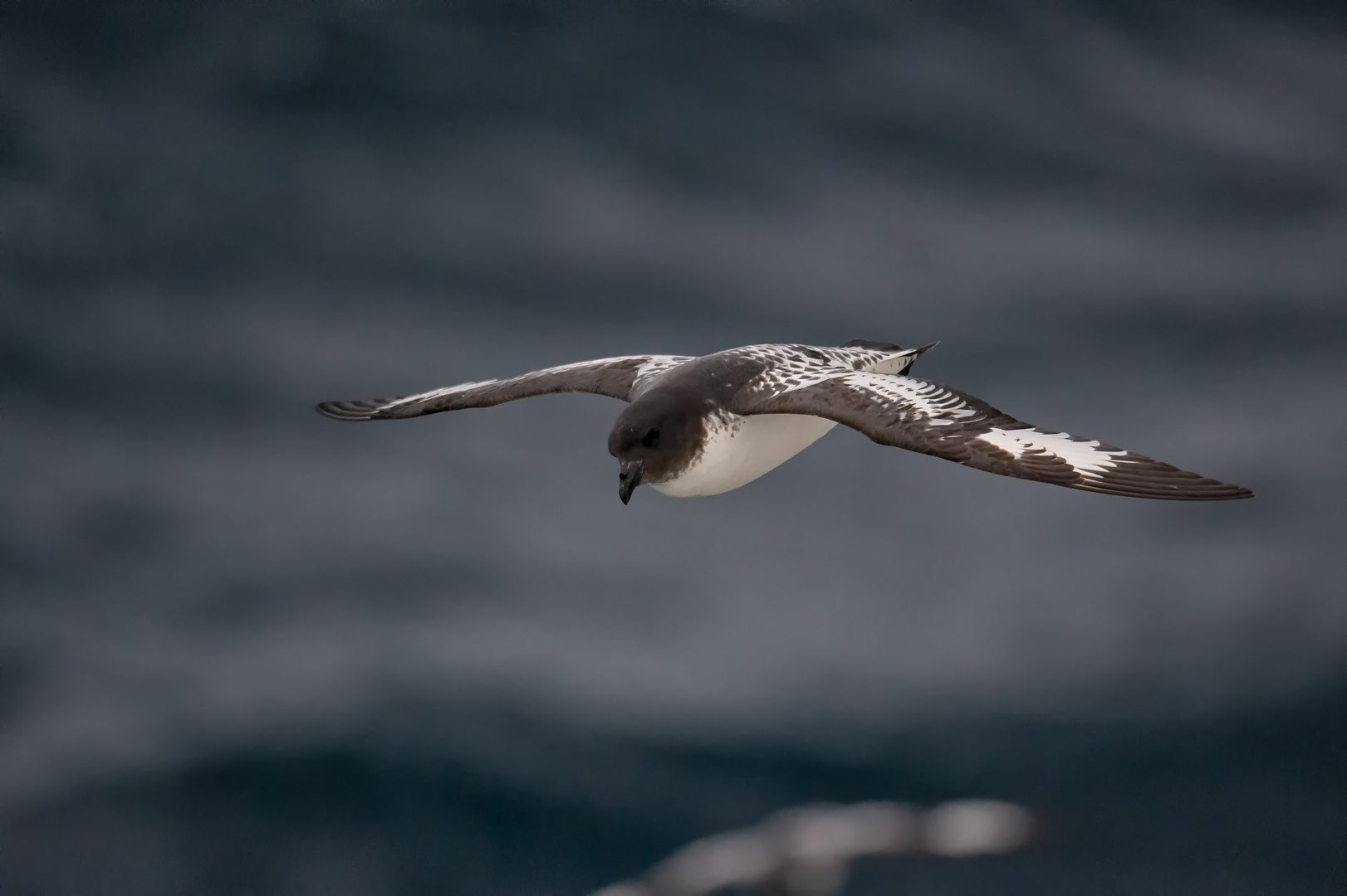 Kapsturmvogel