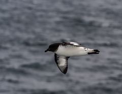 Kapsturmvogel  .DSC_6585-2