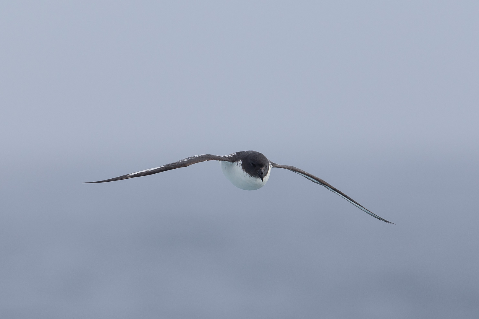 Kapsturmvogel von vorne