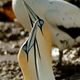 Cape Gannets-SA