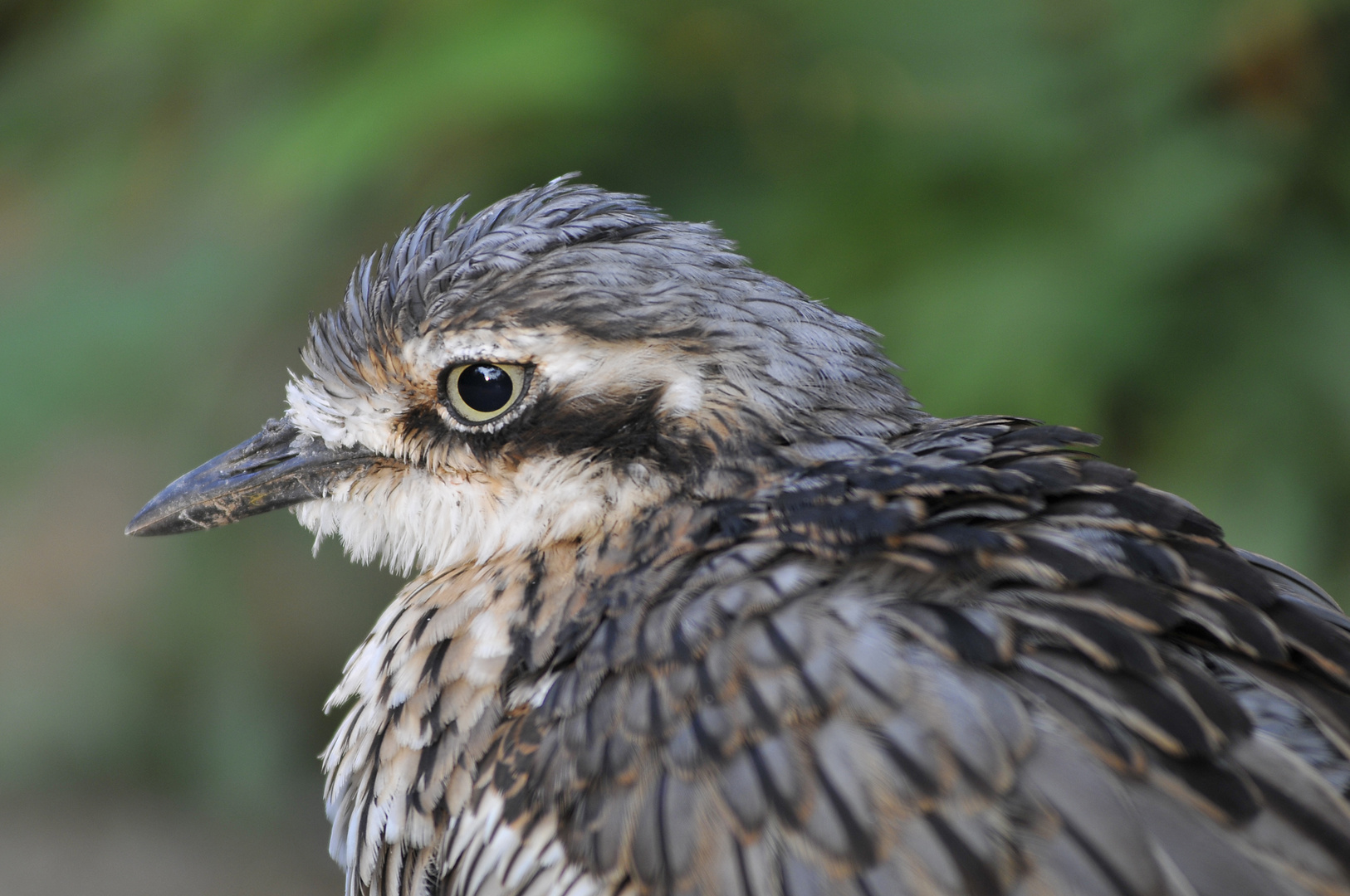 Kaptriel (Burhinus capensis)