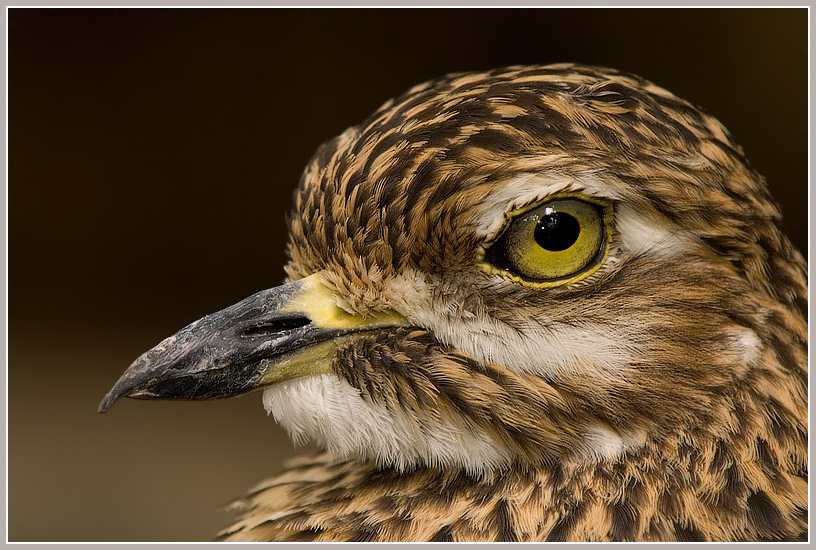 Kaptriel (Burhinus capensis)