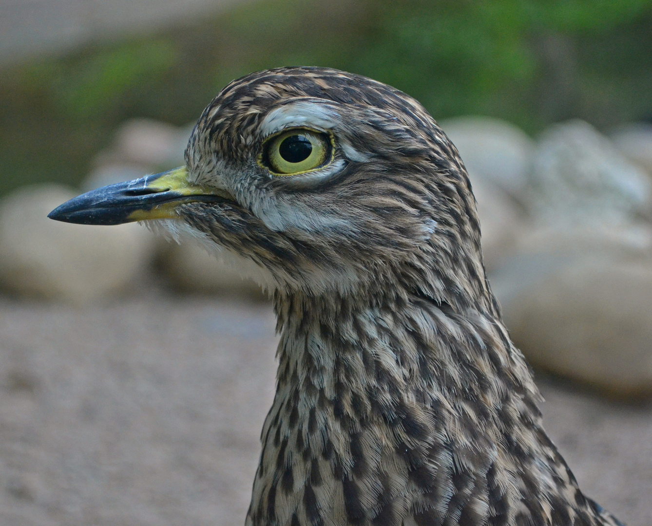 Kaptriel im Zoo Landau in der Pfalz