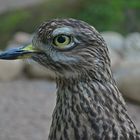 Kaptriel im Zoo Landau in der Pfalz