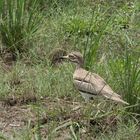 Kaptriel / Spotted thick-knee