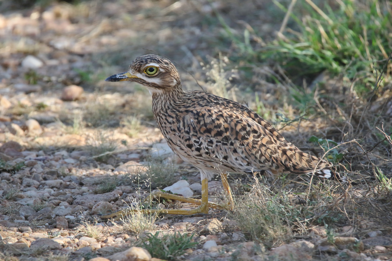 Kaptriel,(Burhinus capensis)