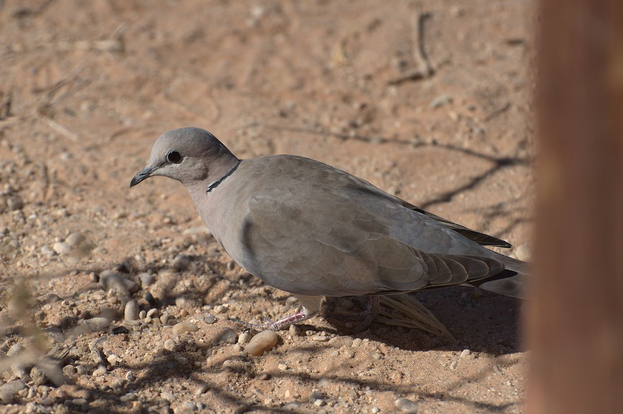 Kapturteltaube (Streptopelia capicola)