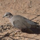 Kapturteltaube (Streptopelia capicola)