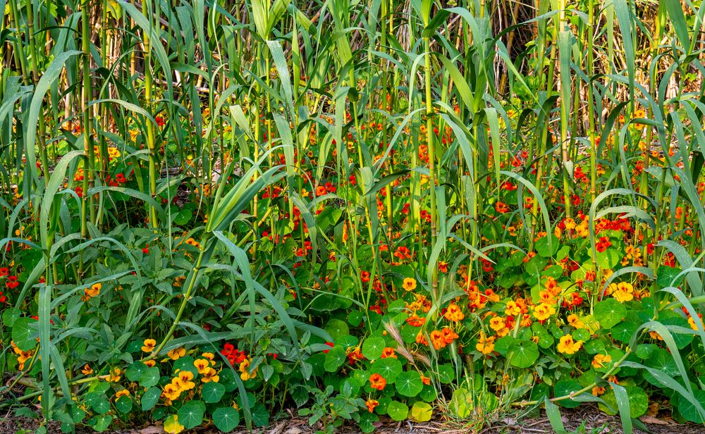 kaputzinerkressenblüten...