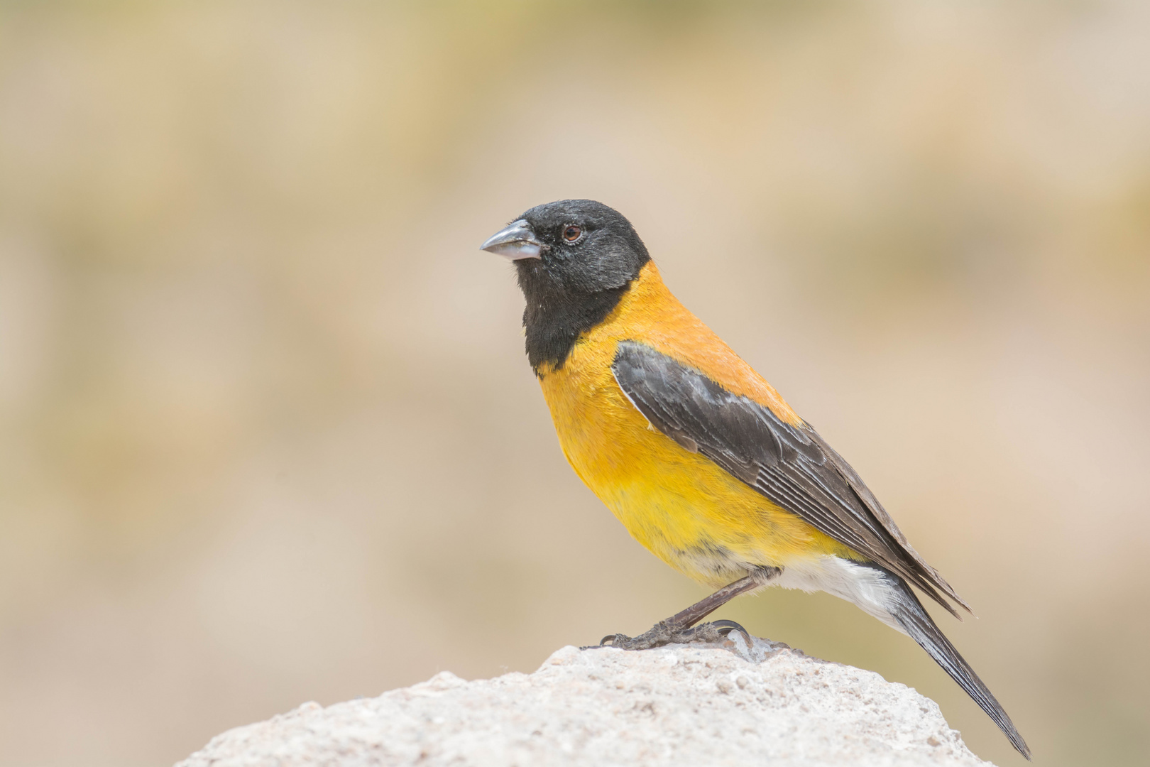 Kapuzenämmerling (Phrygilus atriceps) Männchen in der Nähe von Parinacota, Chile