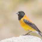 Kapuzenämmerling (Phrygilus atriceps) Männchen in der Nähe von Parinacota, Chile