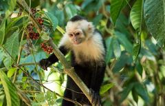 Kapuziner Äffchen, Costa Rica