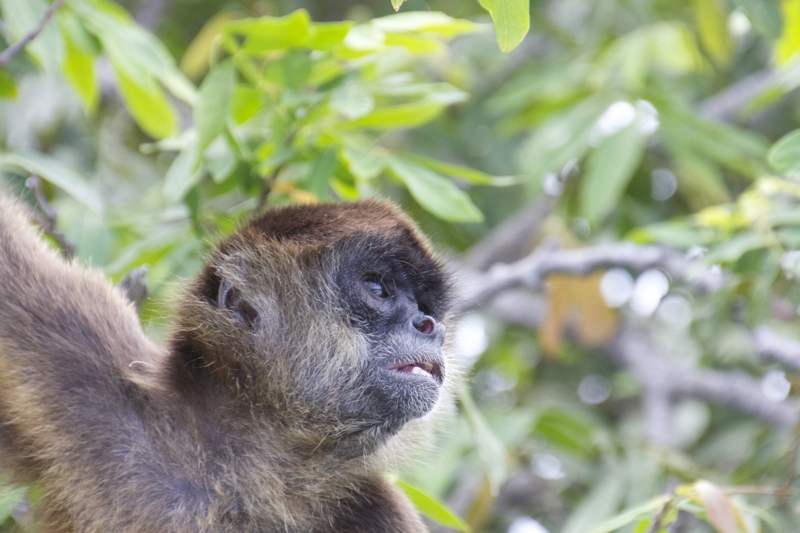 Kapuziner Affe in Costa Rica