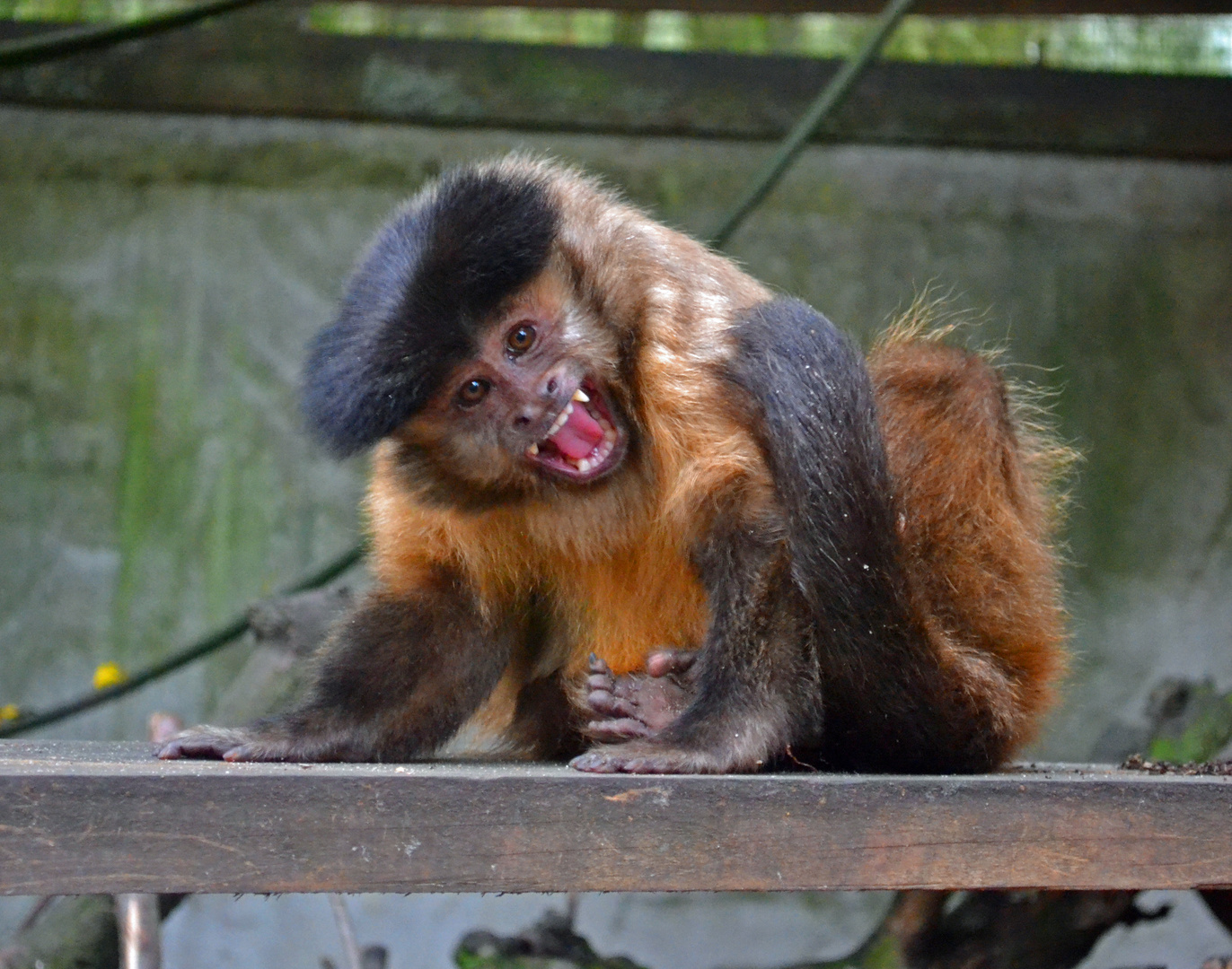 Kapuziner im Tierpark Göppingen