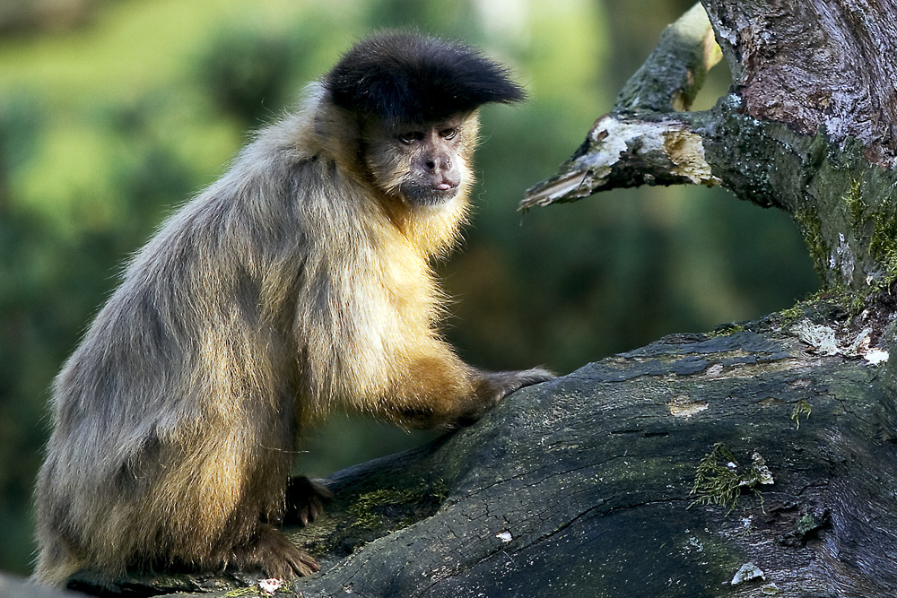 Kapuzineräffchen im Zoo