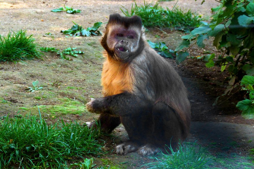 Kapuzineräffchen im Zoo Neuwied