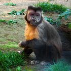 Kapuzineräffchen im Zoo Neuwied