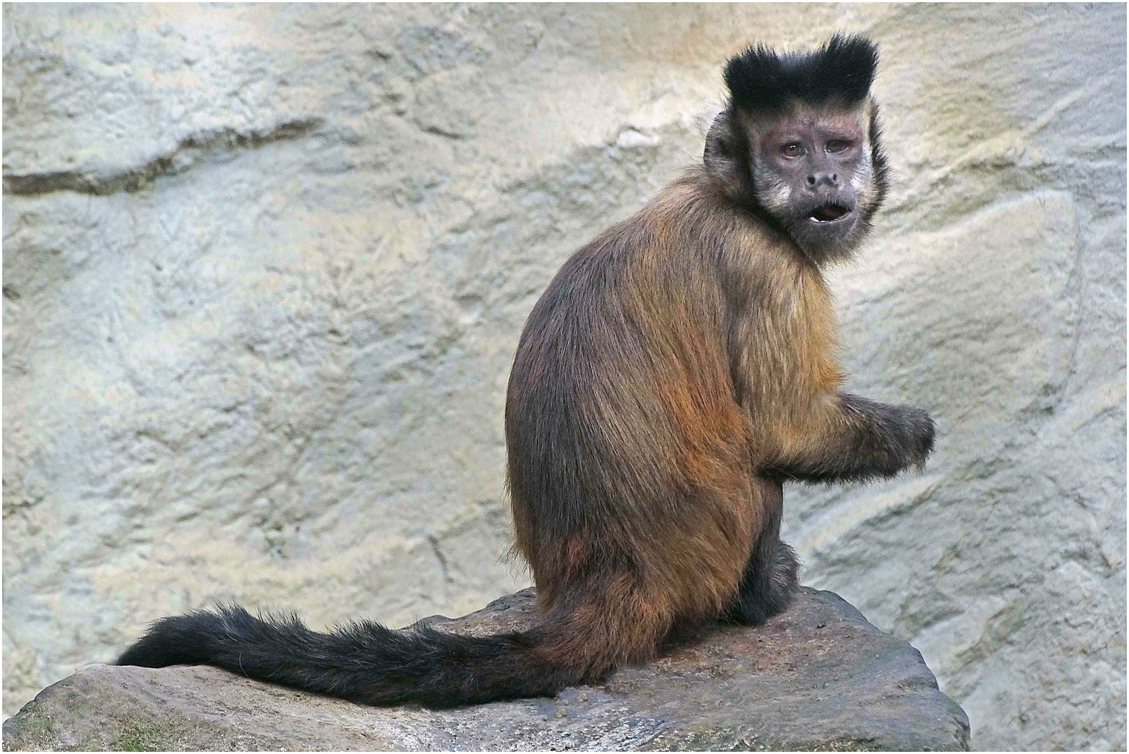 Kapuzineräffchen (Zoo Neuwied)