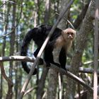 Kapuzineraffe im Mangrovenwald, Pazifikküste, Costa Rica