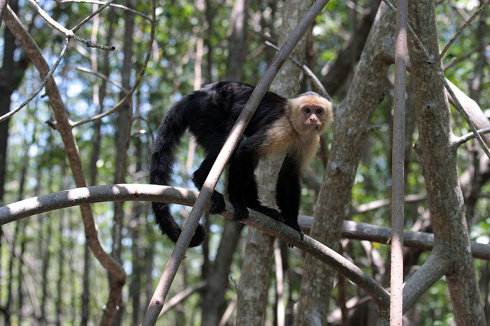 Kapuzineraffe im Mangrovenwald, Pazifikküste, Costa Rica