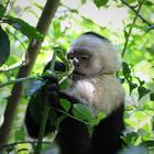 Kapuzineraffe im Regenwald, Costa Rica