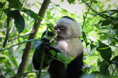 Kapuzineraffe im Regenwald, Costa Rica