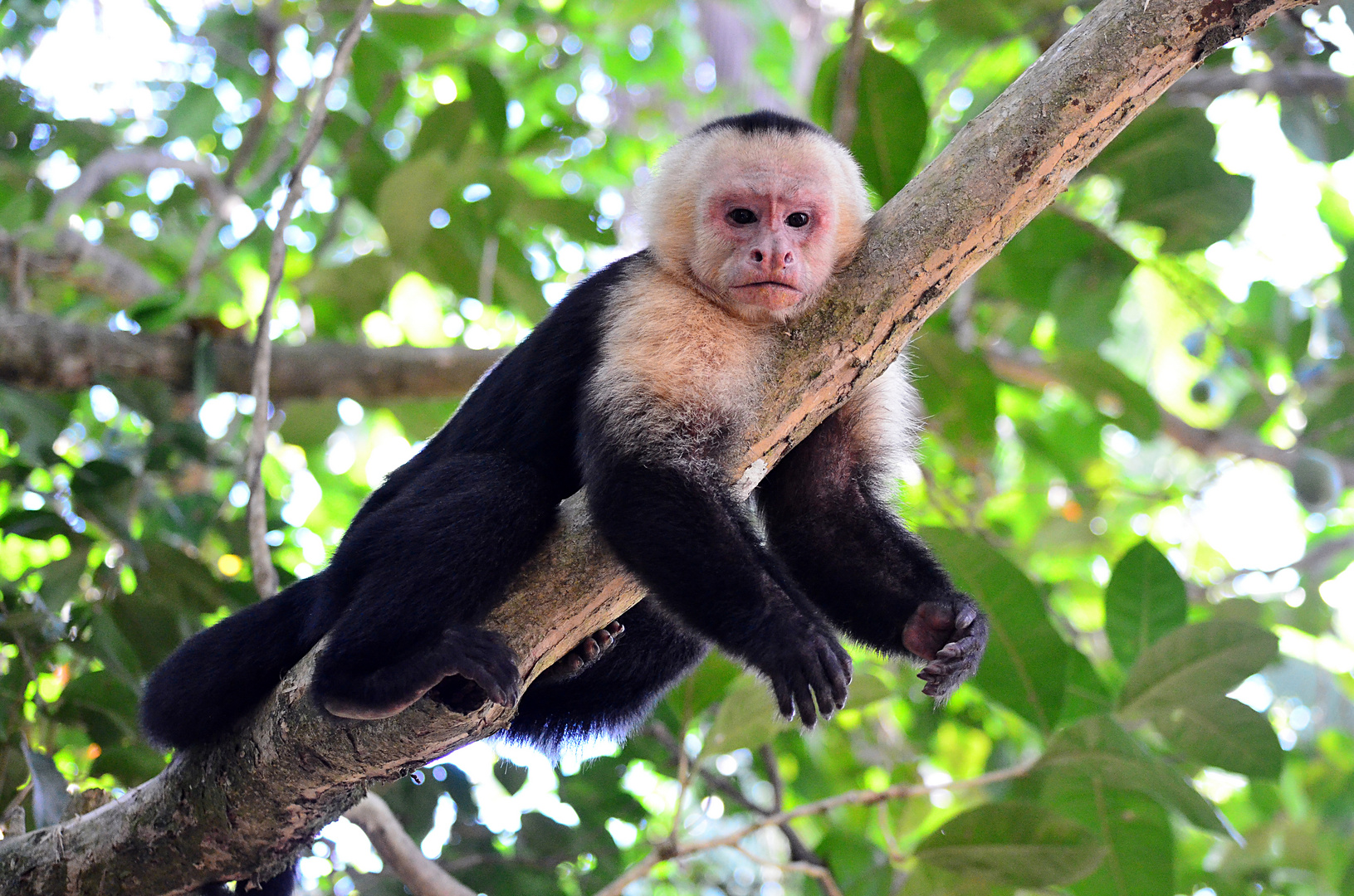 Kapuzineraffe in Costa Rica