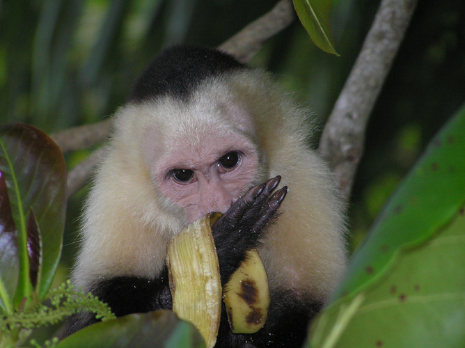 Kapuzineraffe-Manuel Antonio N.P. Costa Rica