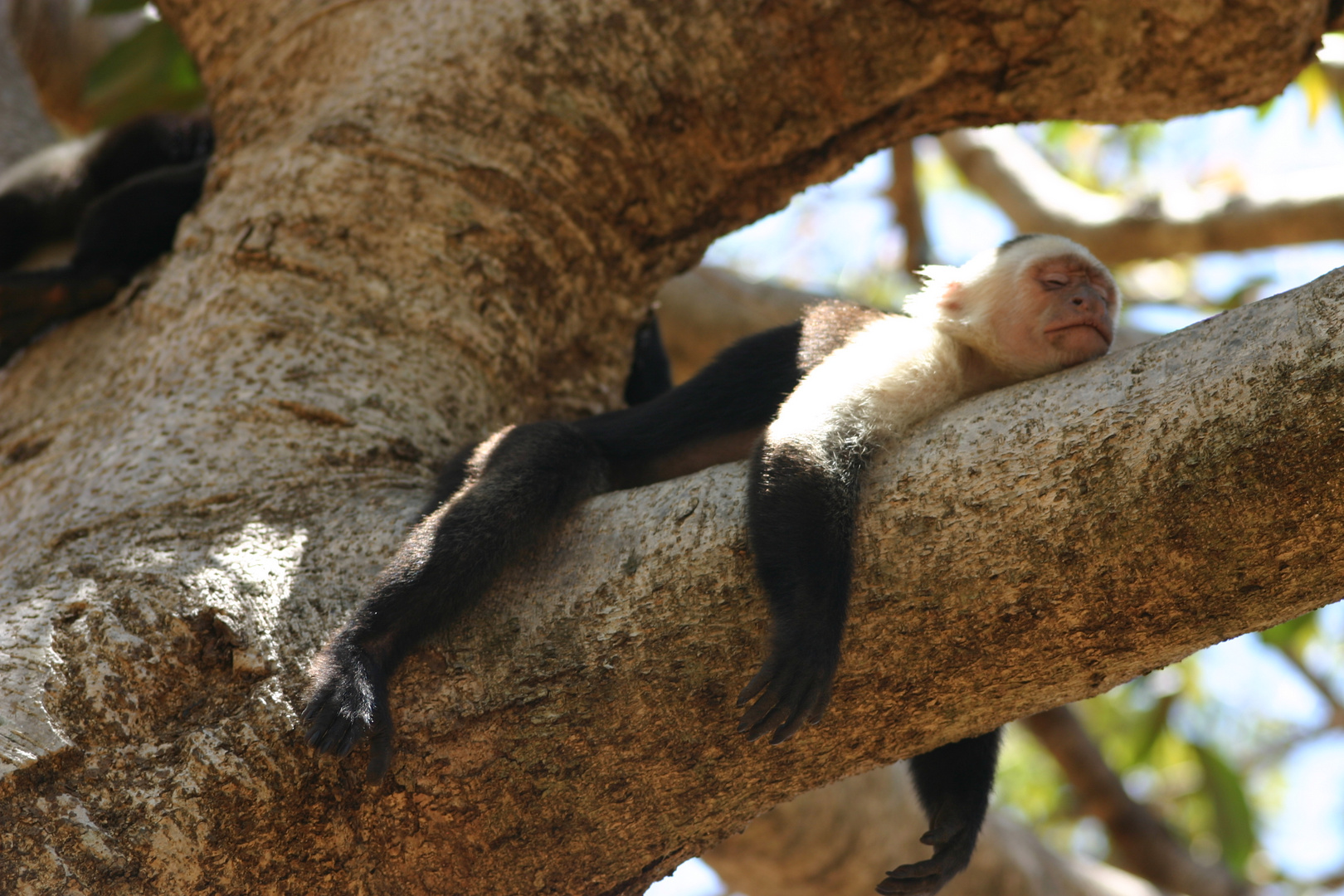 Kapuzineraffe relaxed lazy (Costa Rica)