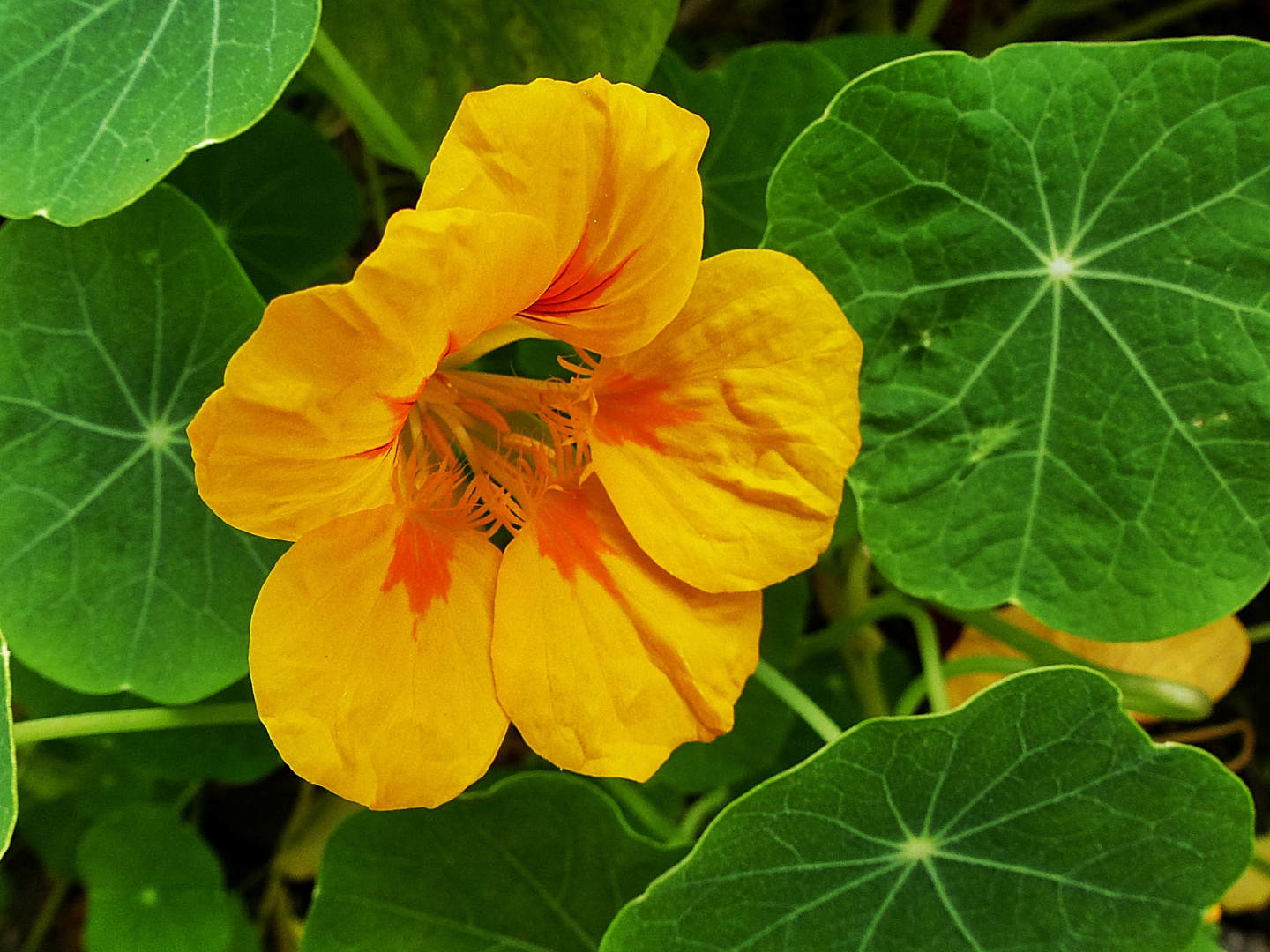 Kapuzinerkresse Foto & Bild pflanzen, pilze & flechten, blüten