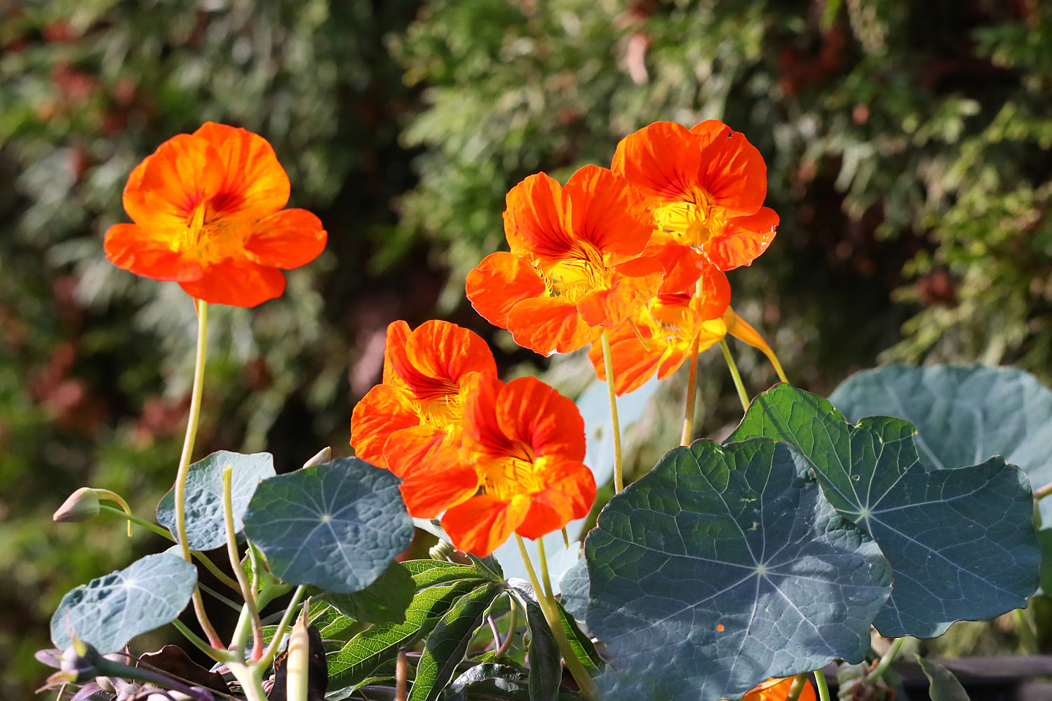 Kapuzinerkresse Foto & Bild blumen, blüten, natur, pflanzen Bilder