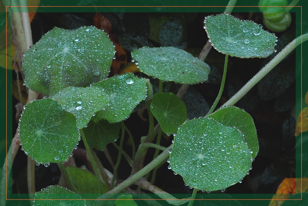 Kapuzinerkresse am Herbstmorgen (2)