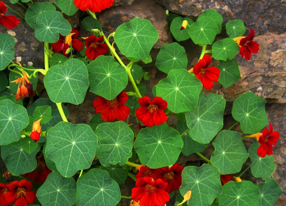 Kapuzinerkresse essbare Blüten Foto & Bild europe, canary islands