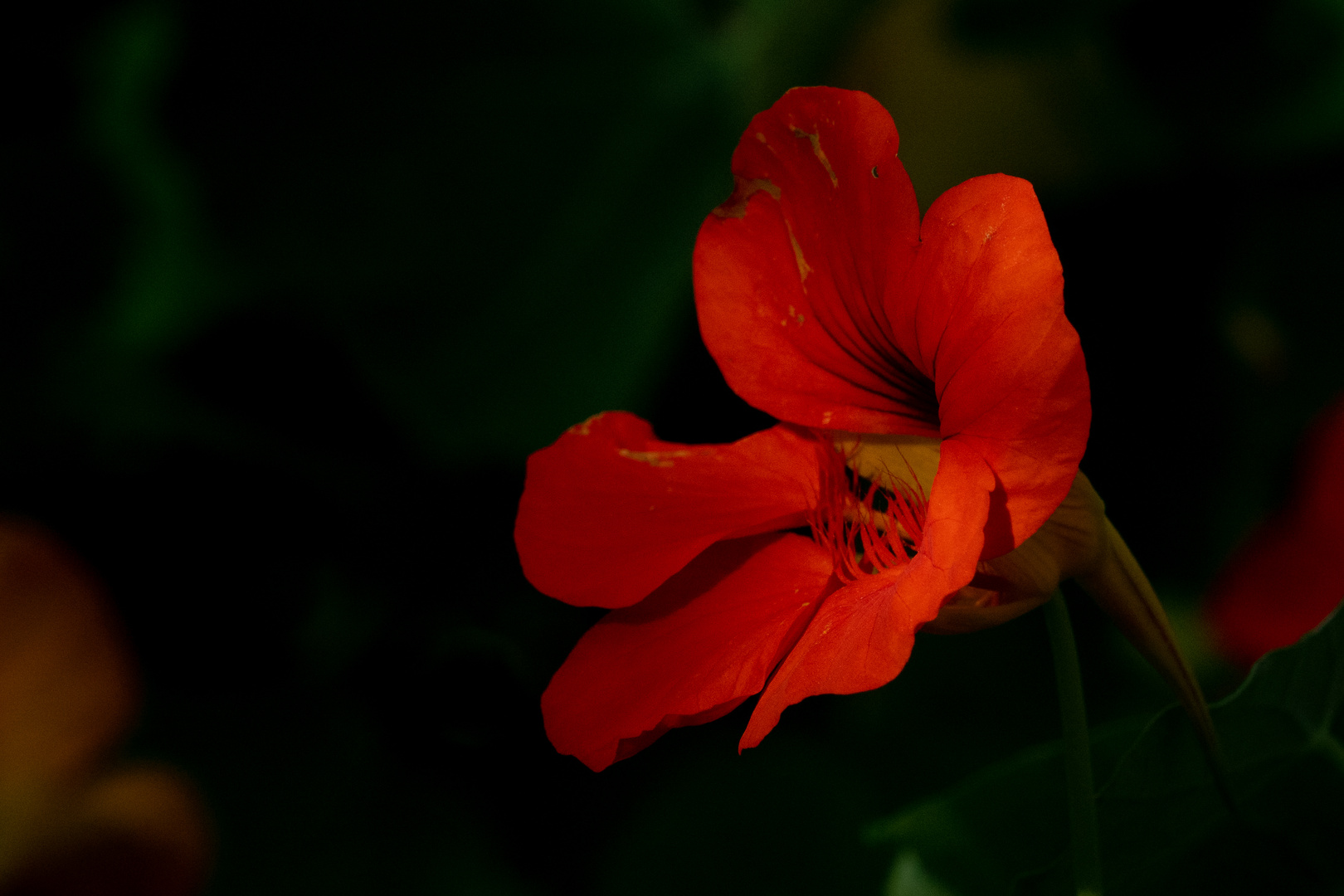 Kapuzinerkresse im Herbstlicht