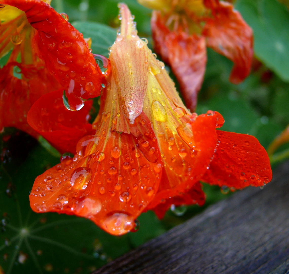 Kapuzinerkresse im Regen