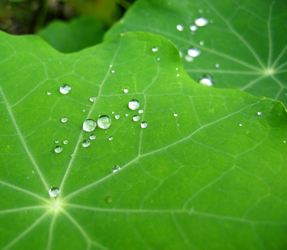 Kapuzinerkresse nach dem Regen